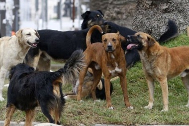 Ataque de perros en San Juan: una jauría mató a un hombre