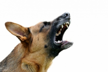 Multa de 100.000 pesos a un vecino de Ushuaia a causa de que su perro mordió a un transeúnte