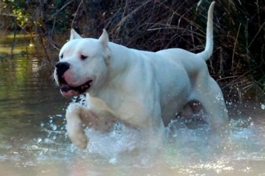 Feroz ataque de un dogo argentino: Mató a una niña de dos años en Ensenada