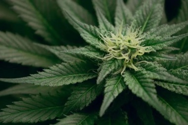 Cultivo de cannabis aprobado