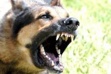 Ushuaia: Dos perros atacaron a un hombre que paseaba a su mascota con la correa
