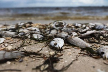 Realizan patrullajes preventivos para evitar la recolección de moluscos bivalvos por marea roja