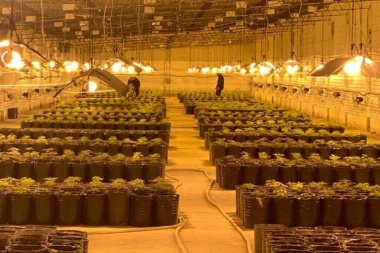 Golpe al narcotráfico: descubren 5200 plantas de marihuana y un arsenal en Areco