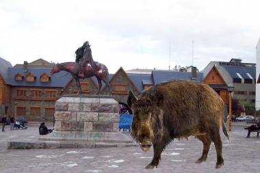 Terror en Bariloche por la presencia de una manada de jabalíes salvajes