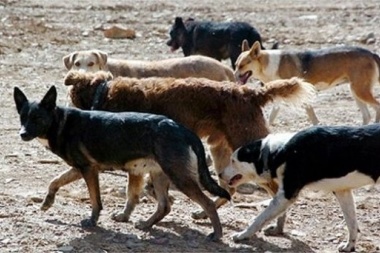 El problema con perros suma otro enfrentamiento político en Río Grande