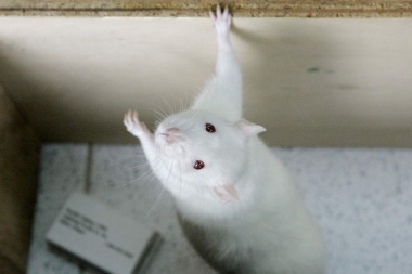 Descubren que ratas expuestas a radiaciones de celulares desarrollaron cáncer