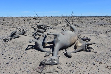 Puerto Madryn tras los incendios: "Sólo quedó muerte"