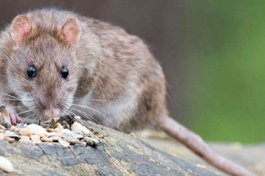 Ascienden a 23 los casos confirmados de hantavirus en Epuyén, Chubut