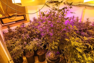 Investigaban a una pareja en Ushuaia y les encontraron 90 plantas de marihuana