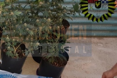 Detenido transportando plantas de marihuana