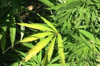 Allanaron por un robo y se encontraron con 134 plantas de marihuana