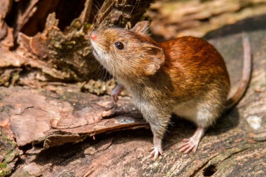 Otro caso de hantavirus en Buenos Aires: un hombre de 26 años está en terapia intensiva