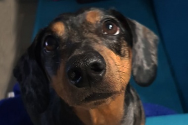 Un estudio explica por qué los perros hacen la "mirada triste"