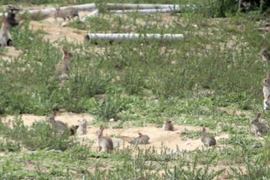 Desde el CADIC advierten que la plaga de conejos puede provocar la destrucción del ecosistema