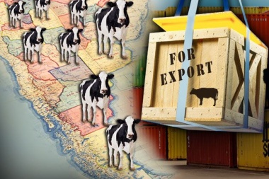 Las exportaciones de carne argentina anotan suba de casi 60% por la mayor demanda de China