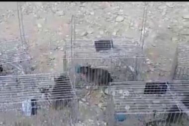 Asco y peligro: capturan nueve ratas gigantes al lado de una parrilla de Tolhuin