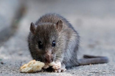 Denuncian que el Municipio desobedece ordenanzas para controlar las ratas