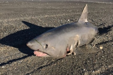 Encontraron un tiburón en cercanías del Cabo Domingo
