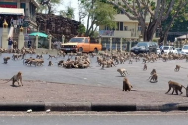 Coronavirus: miles de monos pelean en las calles de Tailandia por un poco de comida