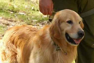 Chile tiene perros que detectan el coronavirus: ya hicieron pruebas con pacientes de Punta Arenas