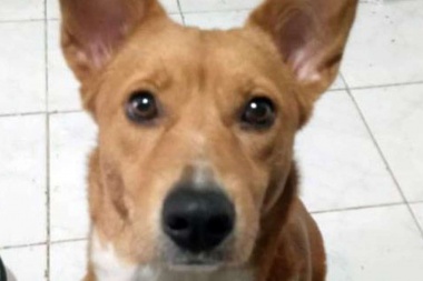Perimetral histórica: la Justicia de Tucumán falló contra un joven que abusó de su perra y dejará de ser su mascota