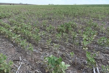 Sequía en Córdoba: estiman que más de 660 mil hectáreas se perdieron en la campaña gruesa, en su mayoría con soja y maíz