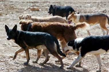 Crisis canina en Tierra del Fuego: Casi 50 mil perros callejeros